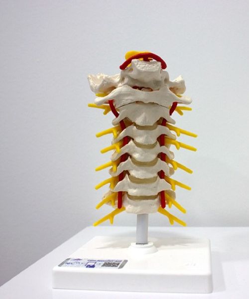 Modelo-anatomico-de-la-columna-cervical